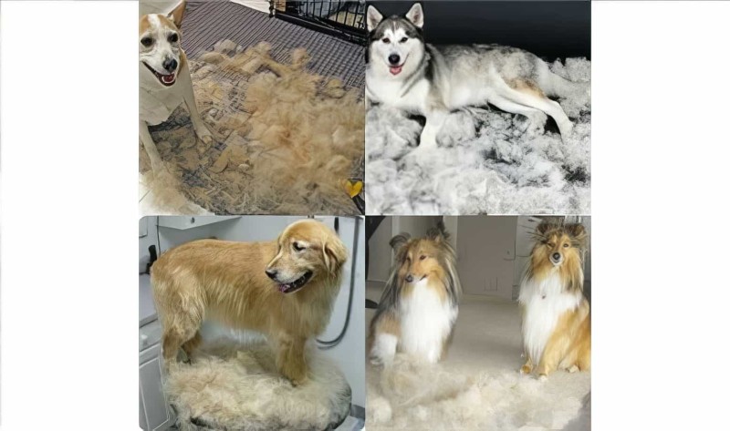 Furminator Kedi Köpekler İçin Tüy Alıcı Large 10 Cm (hayvan Tarağı) - 4