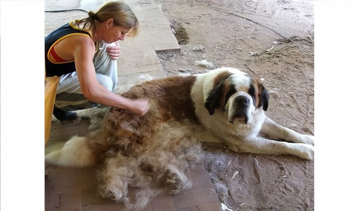 Furminator Kedi Köpekler İçin Tüy Alıcı Large 10 Cm (hayvan Tarağı) - 6
