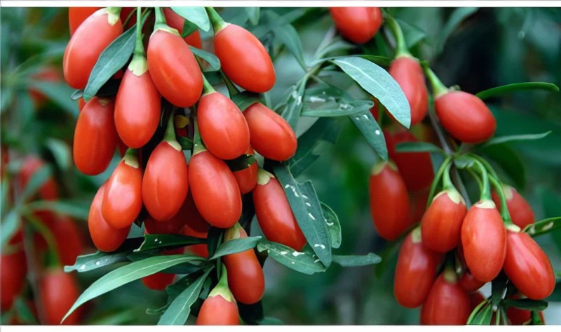 Goji Berry Poşet Çay 45 Adet Kurt Üzümü Çayı (form Çayı) - 3