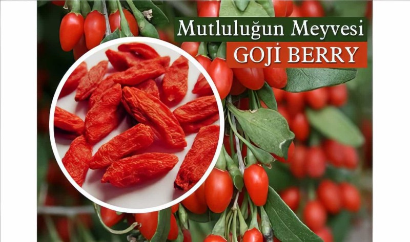 Goji Berry Poşet Çay 45 Adet Kurt Üzümü Çayı (form Çayı) - 6