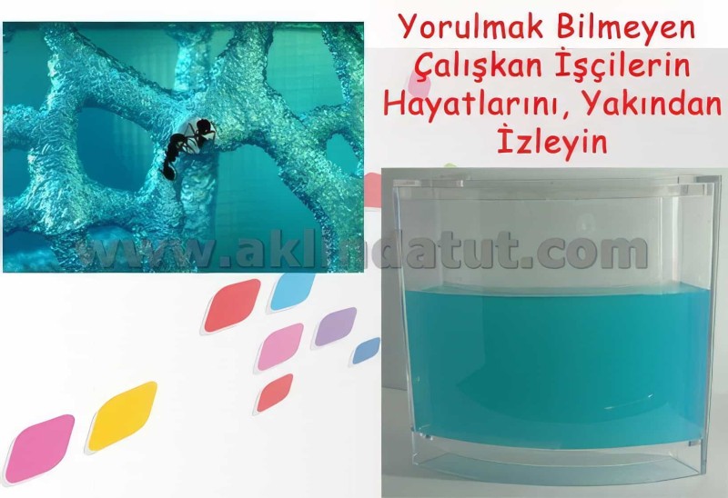 Karınca Ve Bitki Akvaryumu - 2