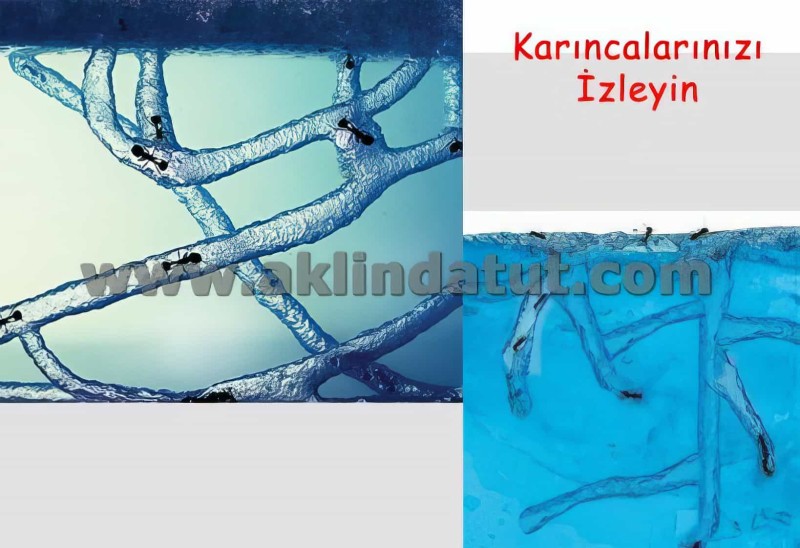 Karınca Ve Bitki Akvaryumu - 5