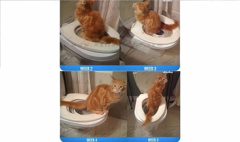 Kedi Tuvalet Eğitim Seti Citikitty - 4