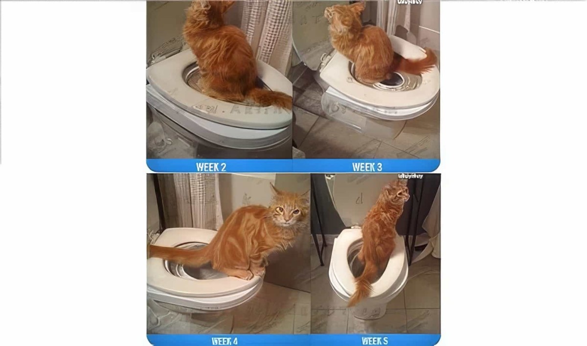 Kedi Tuvalet Eğitim Seti Citikitty - 4