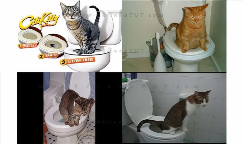 Kedi Tuvalet Eğitim Seti Citikitty - 6