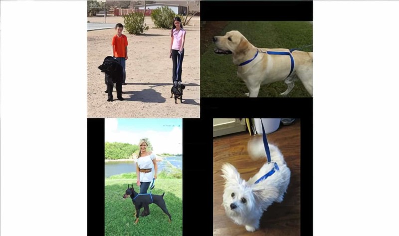 Köpek Eğitim Tasması Instant Trainer Leash - 6