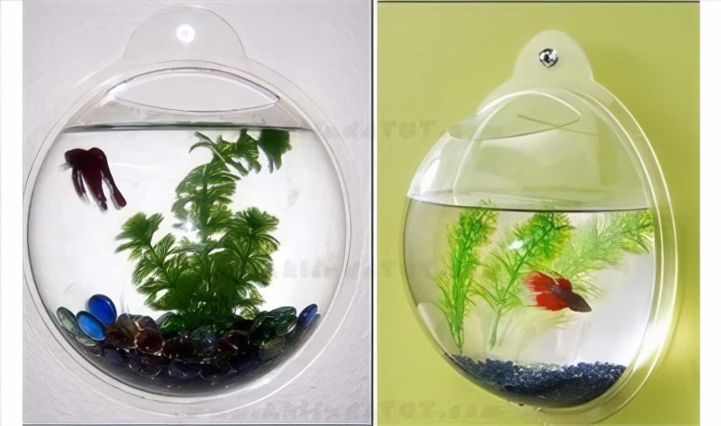 Mini Dekoratif Duvar Akvaryumu Minivarium - 3
